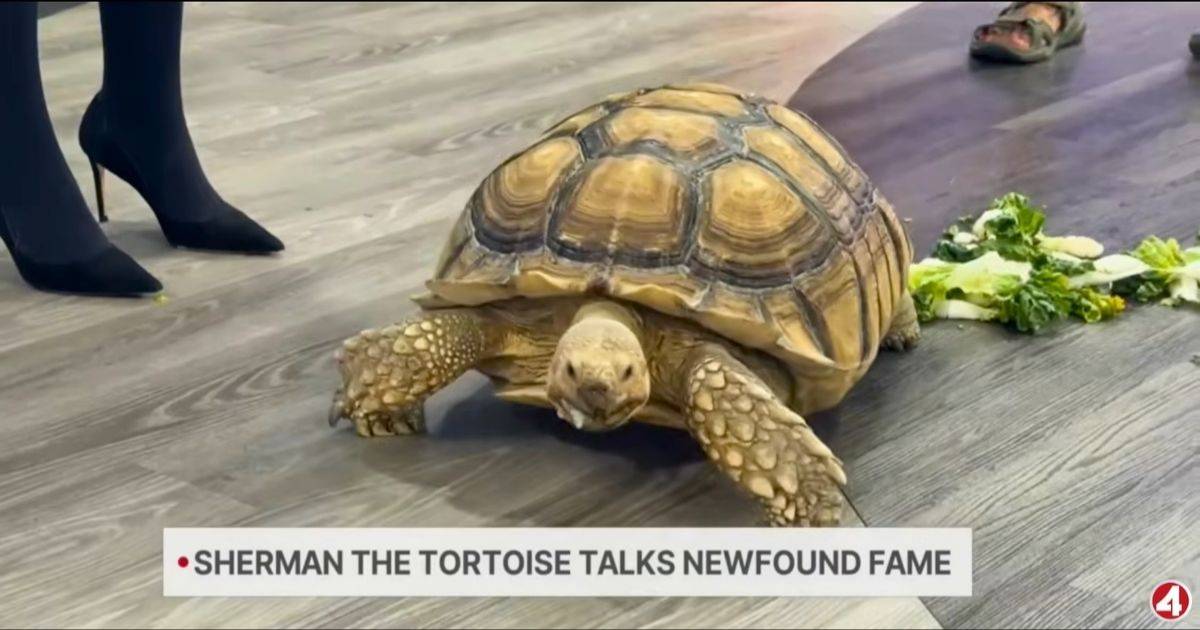 55-pound tortoise who kept escaping home now regularly rides California trains