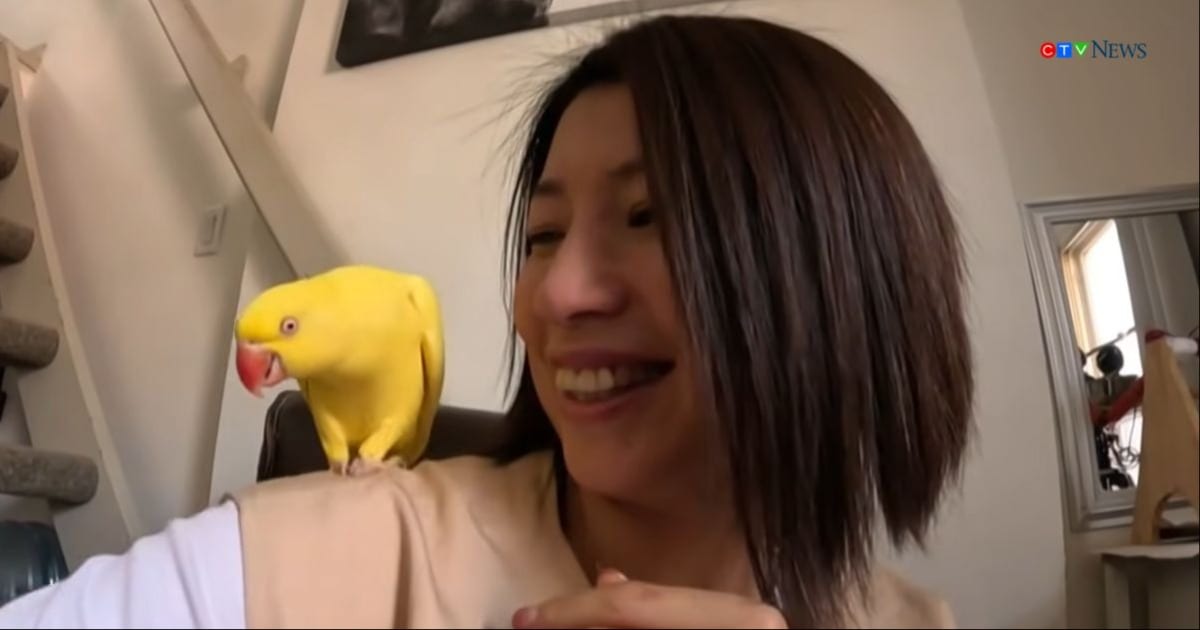 A parrot pecked her tears away after her divorce. Now it rides in a bubble backpack with a window