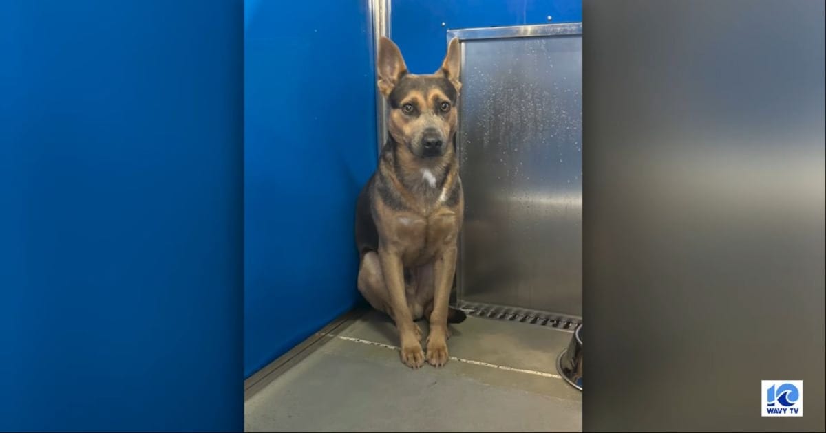 Dog lived alone in a Norfolk cemetery for months. One man's food-and-water visits helped bring him to safety