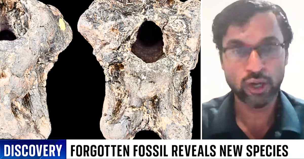 Dinosaur fossil sat in museum drawer for 100 years. Scientists just realized what it was