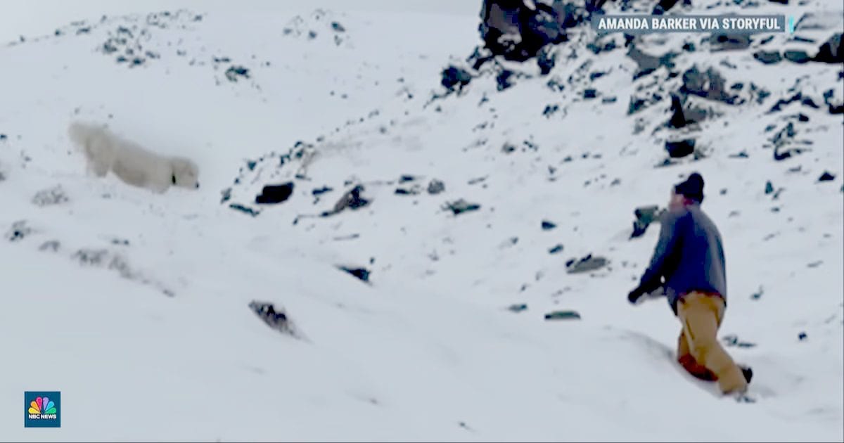 Hiker's dog vanished after Alaska avalanche. 50 hours later, rescuers got a ping from her Apple Airtag