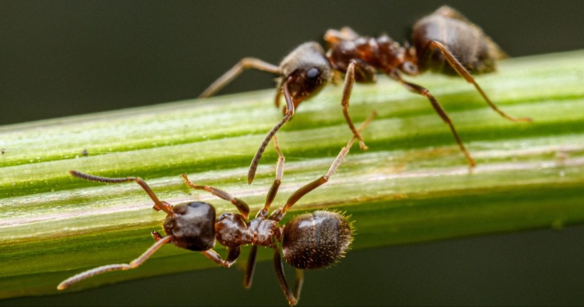 Why have millions of Argentine ants been fighting a war in California for decades?