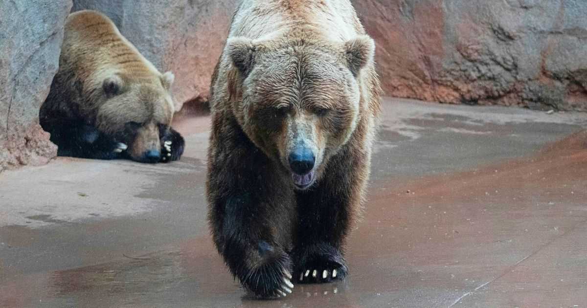 Two malnourished bears from Russia crossed two war zones and 13,500 km to reach a safe home in Ireland