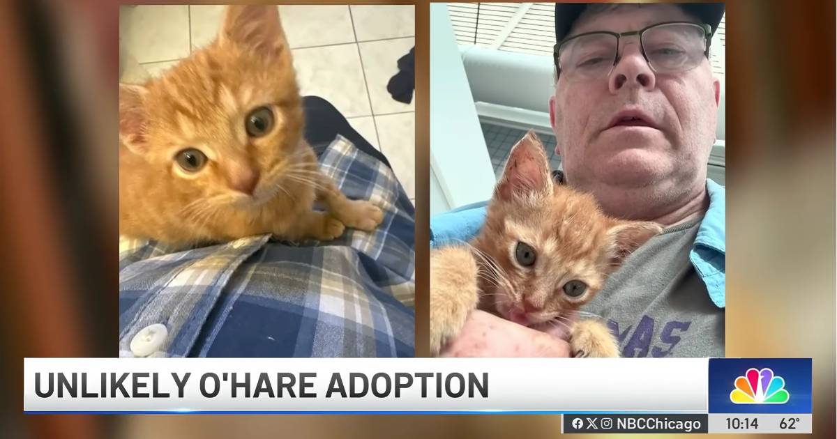 A 3-week-old kitten ran up to a traveler at O’Hare. He bought it a $150 ticket home