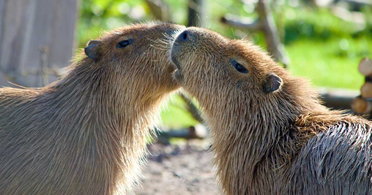 Capybara mom has triplets one day after dad was caught in a 'steamy' pool photo with her sister