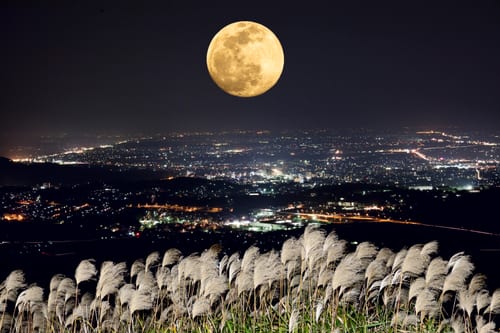 The harvest moon and Japanese pampas grass.