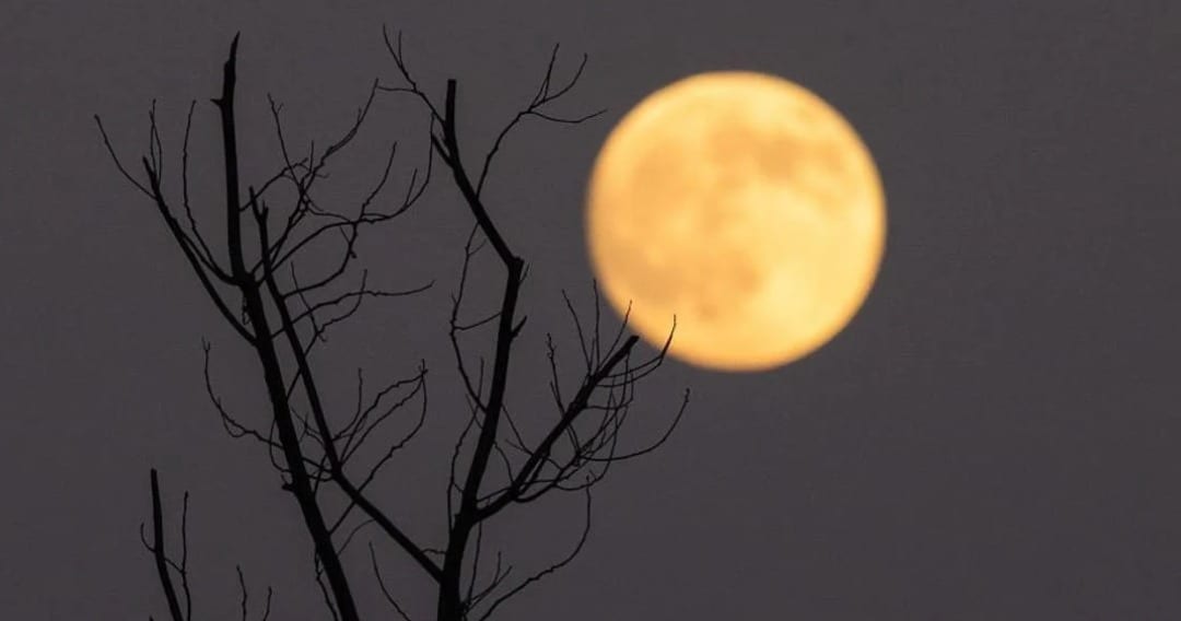 The Full Moon rises beside a bare tree during the Mid-Autumn Festival on October 6, 2025, in Qianjiang, Hubei Province, China (Cover image source: Getty | Cheng Xin; Resized by Starlust staff)