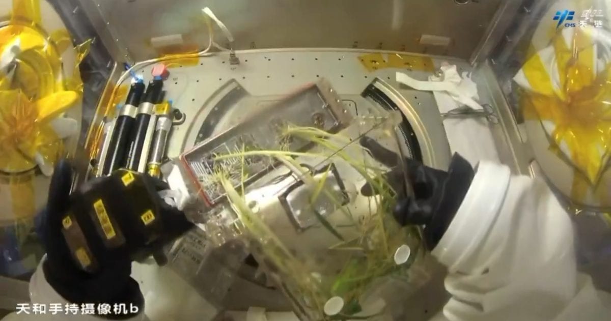 China's Shenzhou-23 astronauts harvest rice samples grown from space seeds on Tiangong station