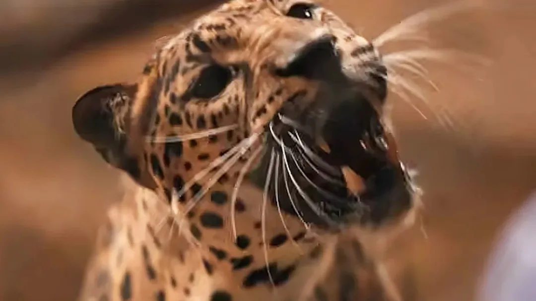 What Happened to The Leopard?
