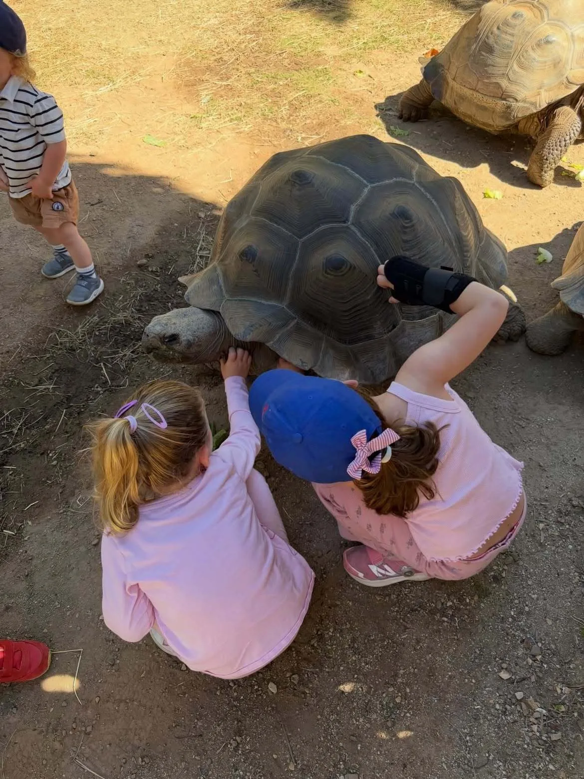 Lyla and Eloise take care of a turtle