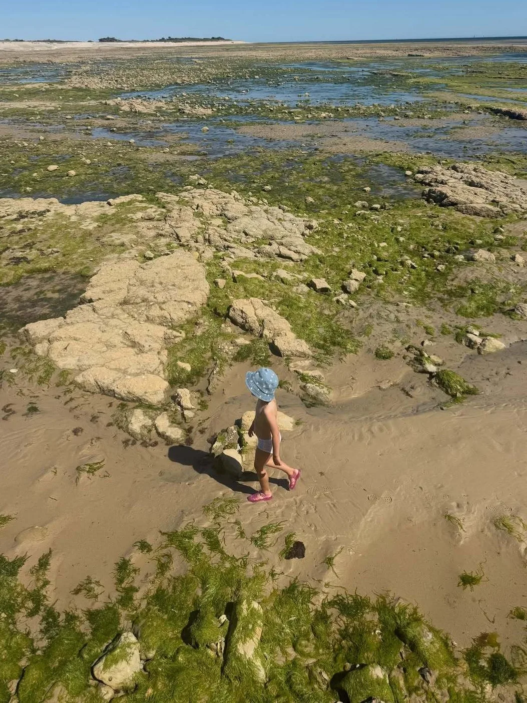 Daisy Dove enjoys a stroll along the beach