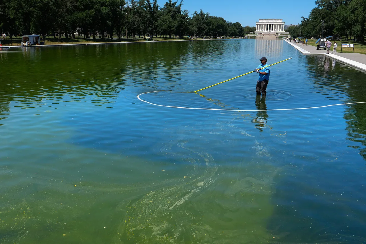 Algae begins to take over