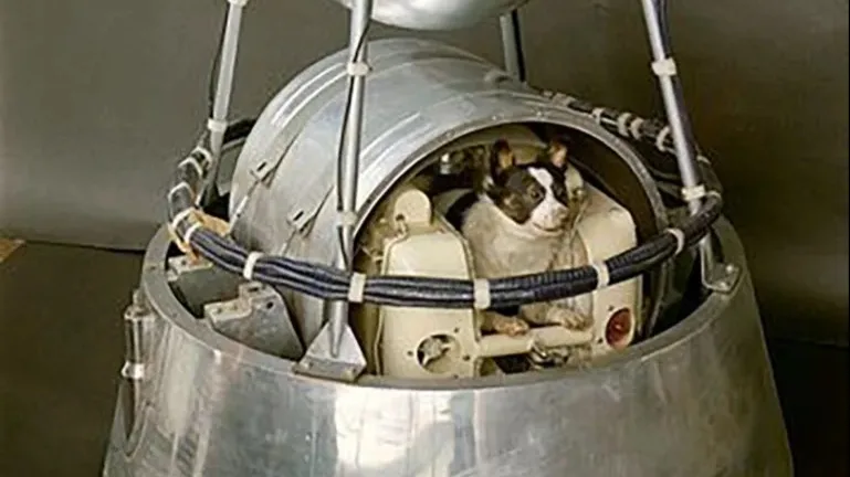 The first animal in orbit