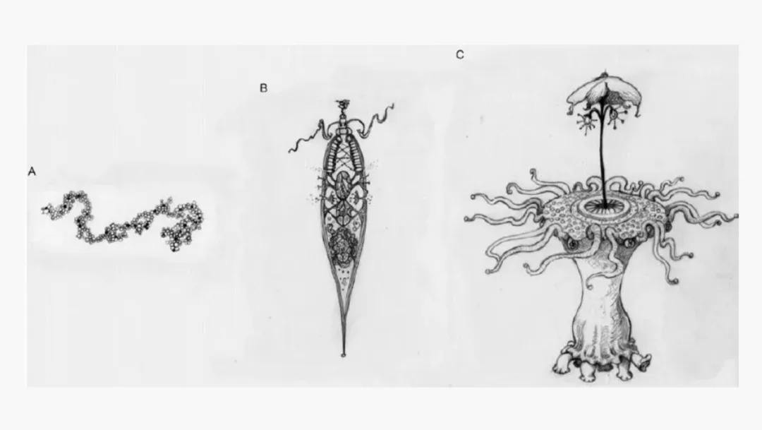What if alien life evolved in a way similar to us?