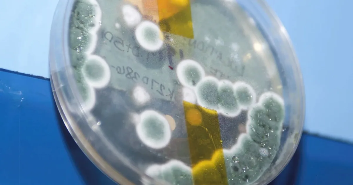 What purple sulfur bacteria tell us