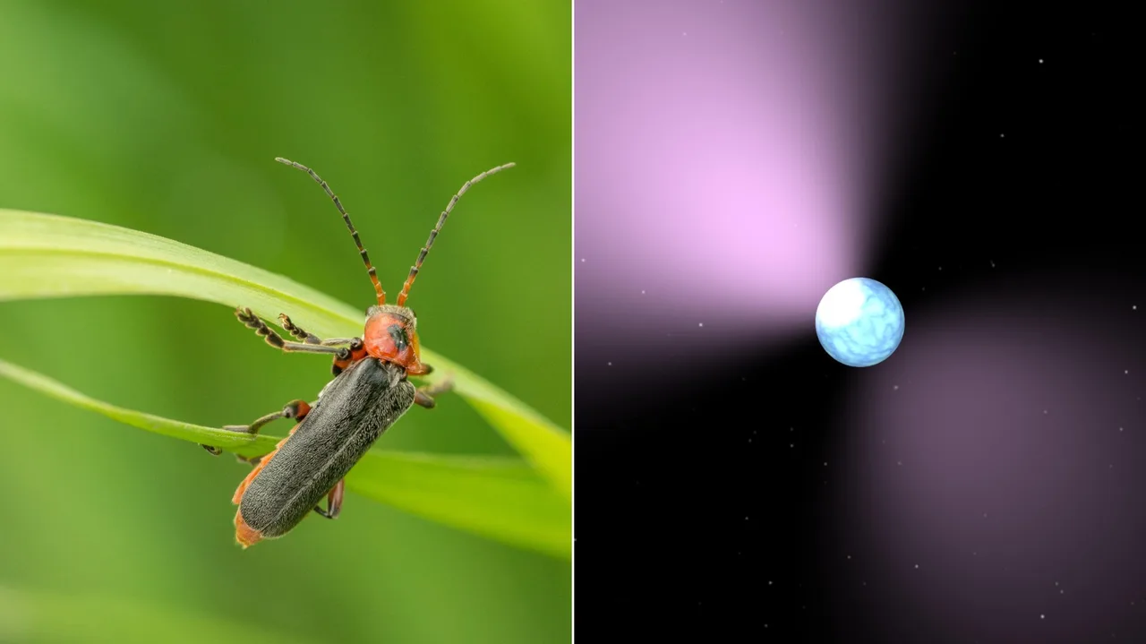 The study: Fireflies and pulsar stars