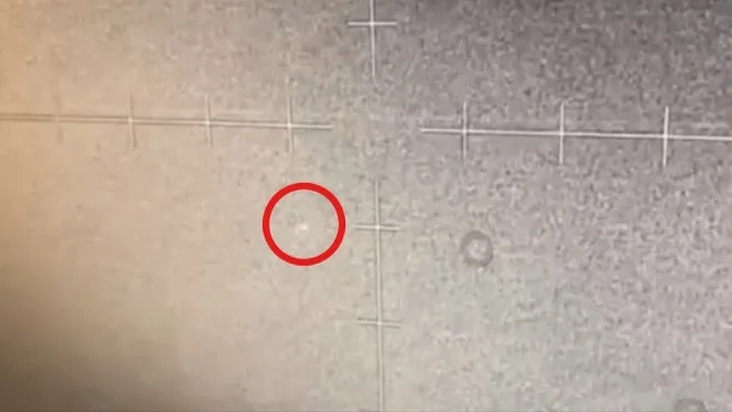 Glowing orbs moved together over the Gulf of Oman