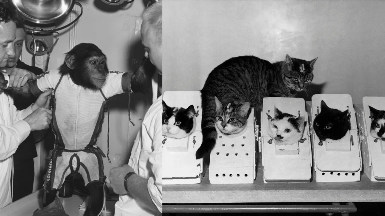 5 animals who paved the way for human space travel