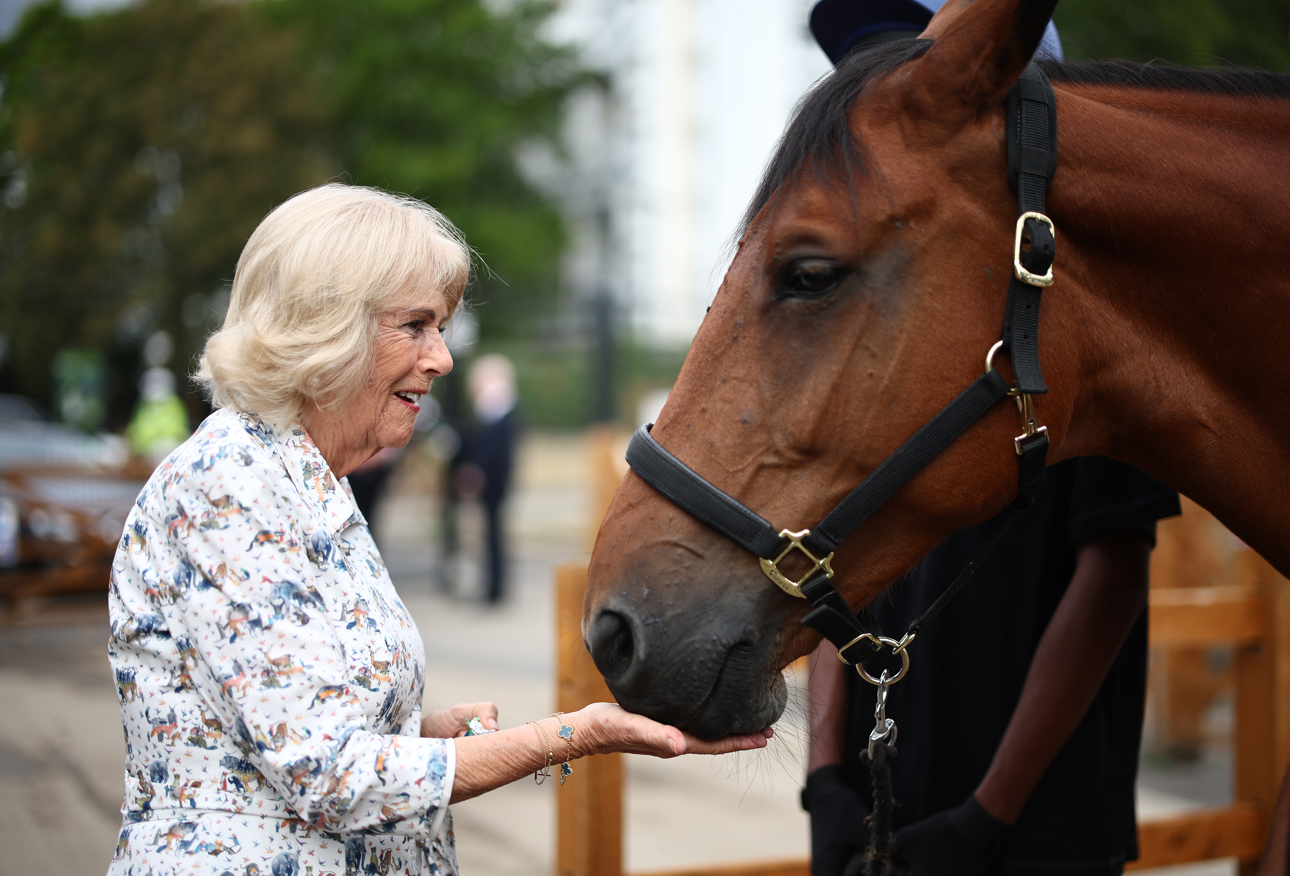 LONDON, ENGLAND - SEPTEMBER 3: Britain's Queen Camilla feeds a polo mint to a horse as she meets with members of staff and volunteers of the riding club during her visit to the Ebony Horse Club to mark the youth charity and community riding centre's 30th anniversary on September 3, 2026 in London, England. (Photo by Henry Nicholls - WPA Pool/Getty Images)