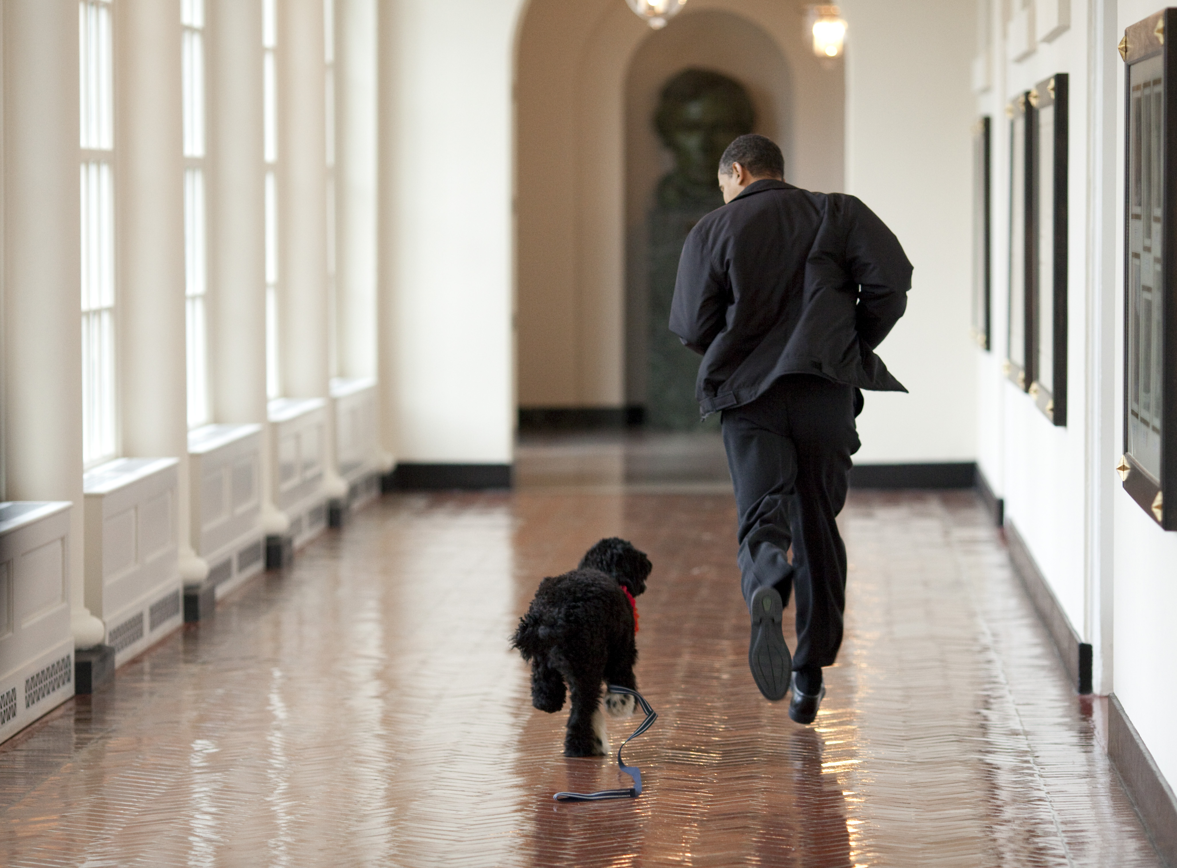 WASHINGTON - APRIL 13: In this handout image released by the White House on April 13, 2009, U.S. President Barack Obama runs down a corridor with the family's new dog, Bo, a six-month old Portuguese water dog, in the White House in Washington, DC. Bo is a gift from Senator Ted Kennedy (D-MA) and his wife Victoria to the President's daughters, Sasha and Malia. (Photo by Pete Souza/The White House via Getty Images)