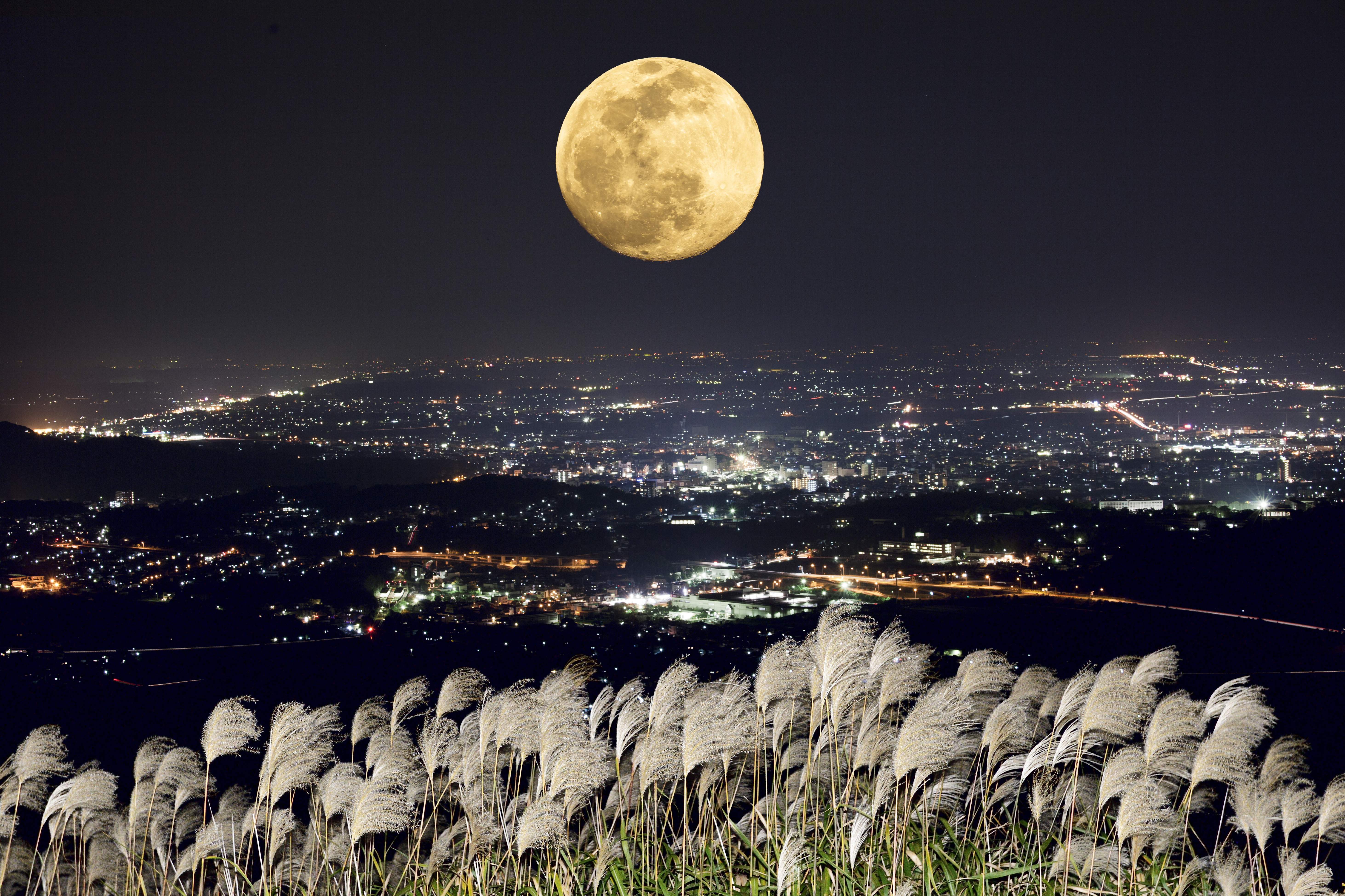 The harvest moon and Japanese pampas grass.