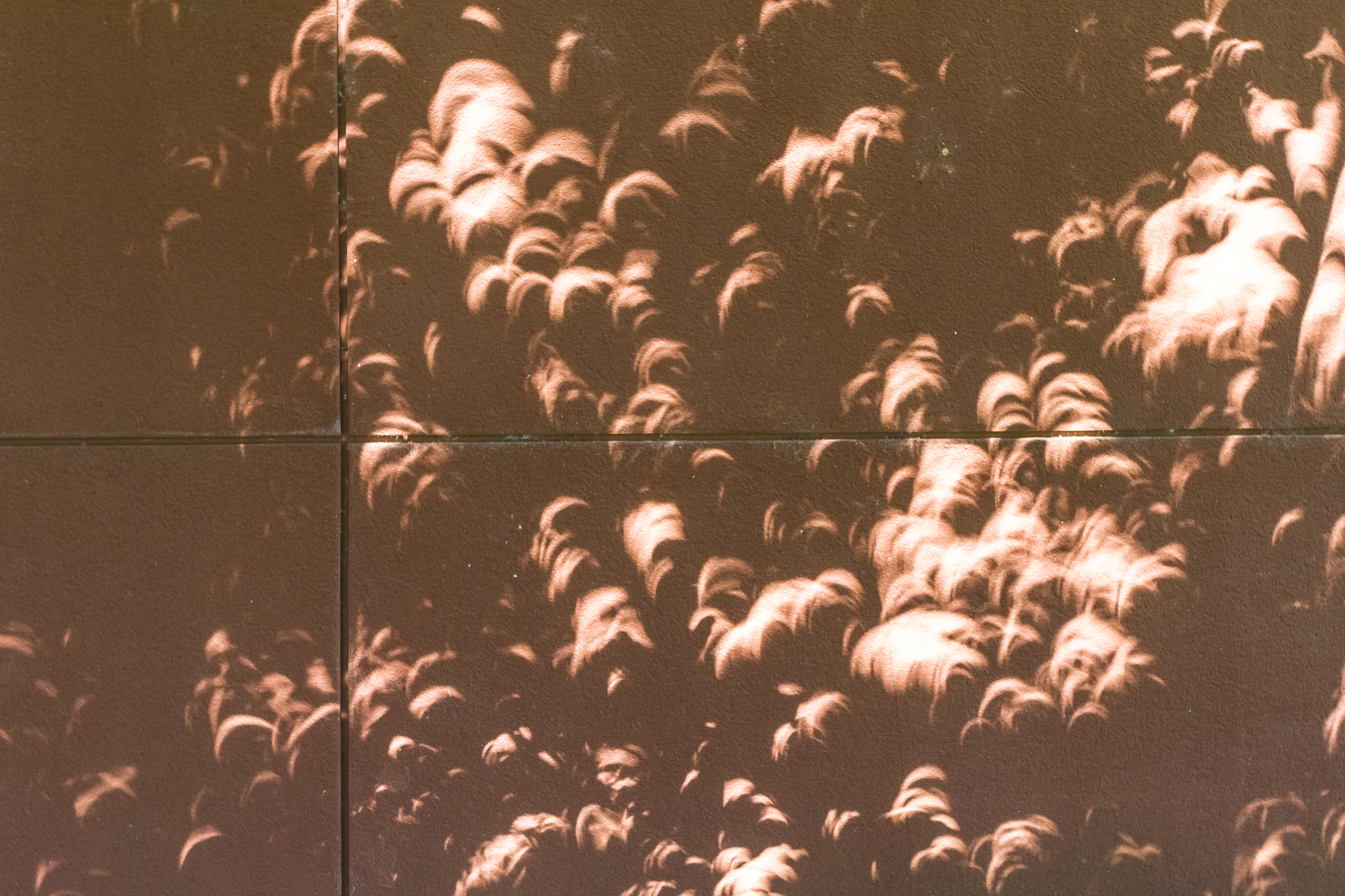 2017 Light crescents and tree leaf shadows