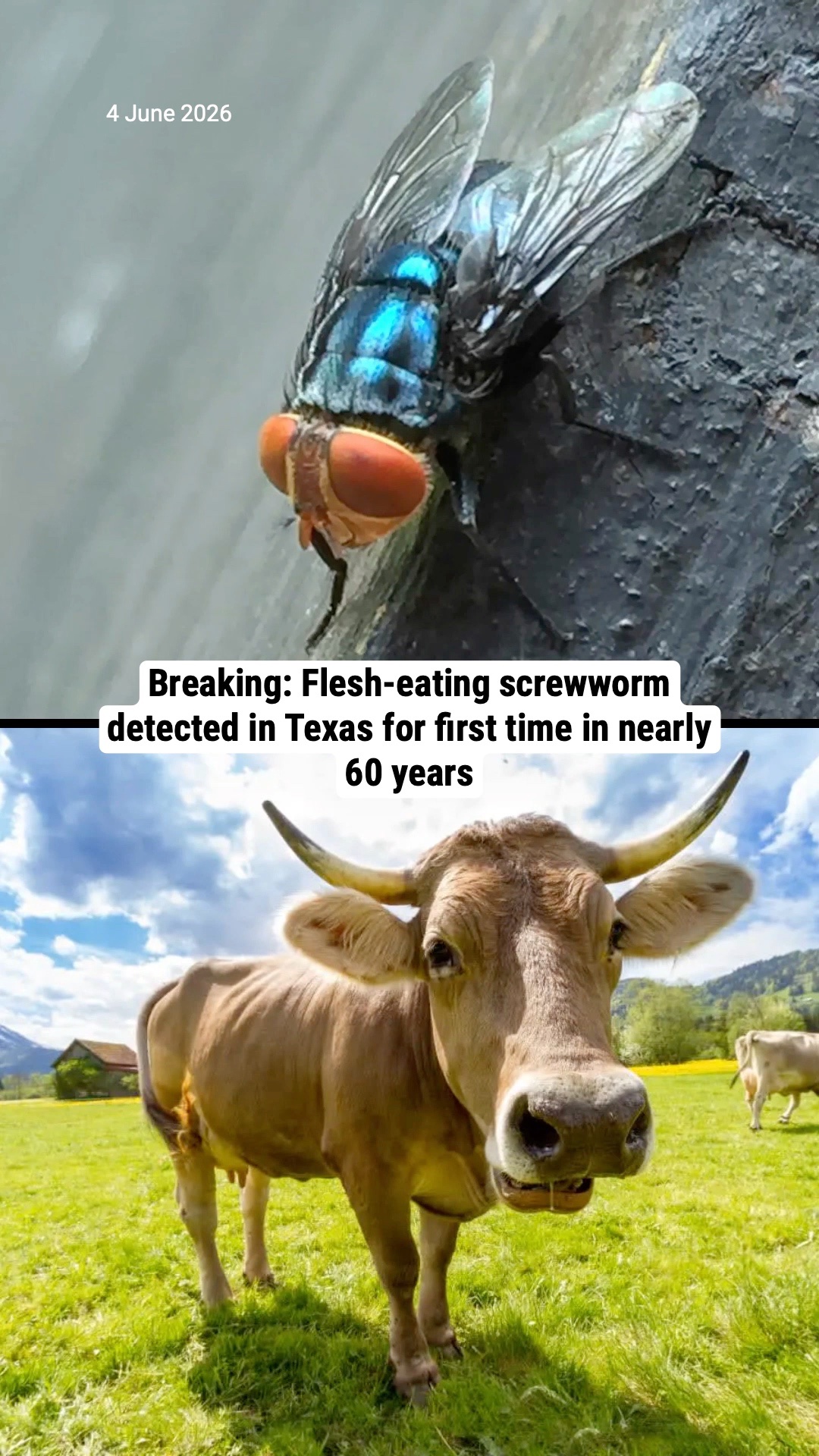 Breaking: Flesh-eating screwworm detected in Texas for first time in nearly 60 years