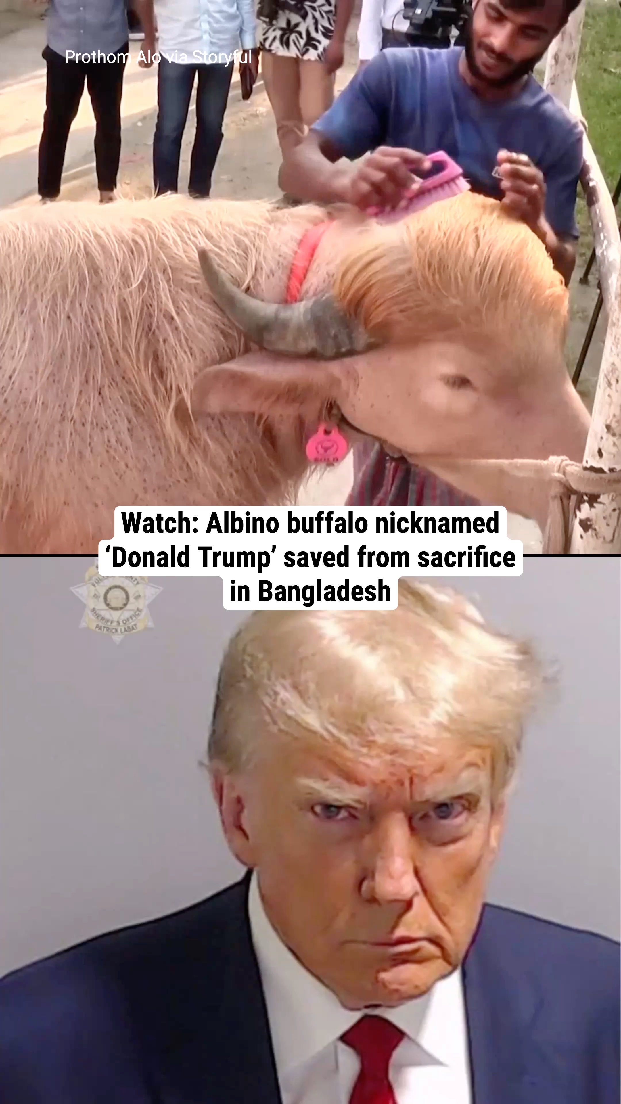 Watch: Albino buffalo nicknamed ‘Donald Trump’ saved from sacrifice in Bangladesh