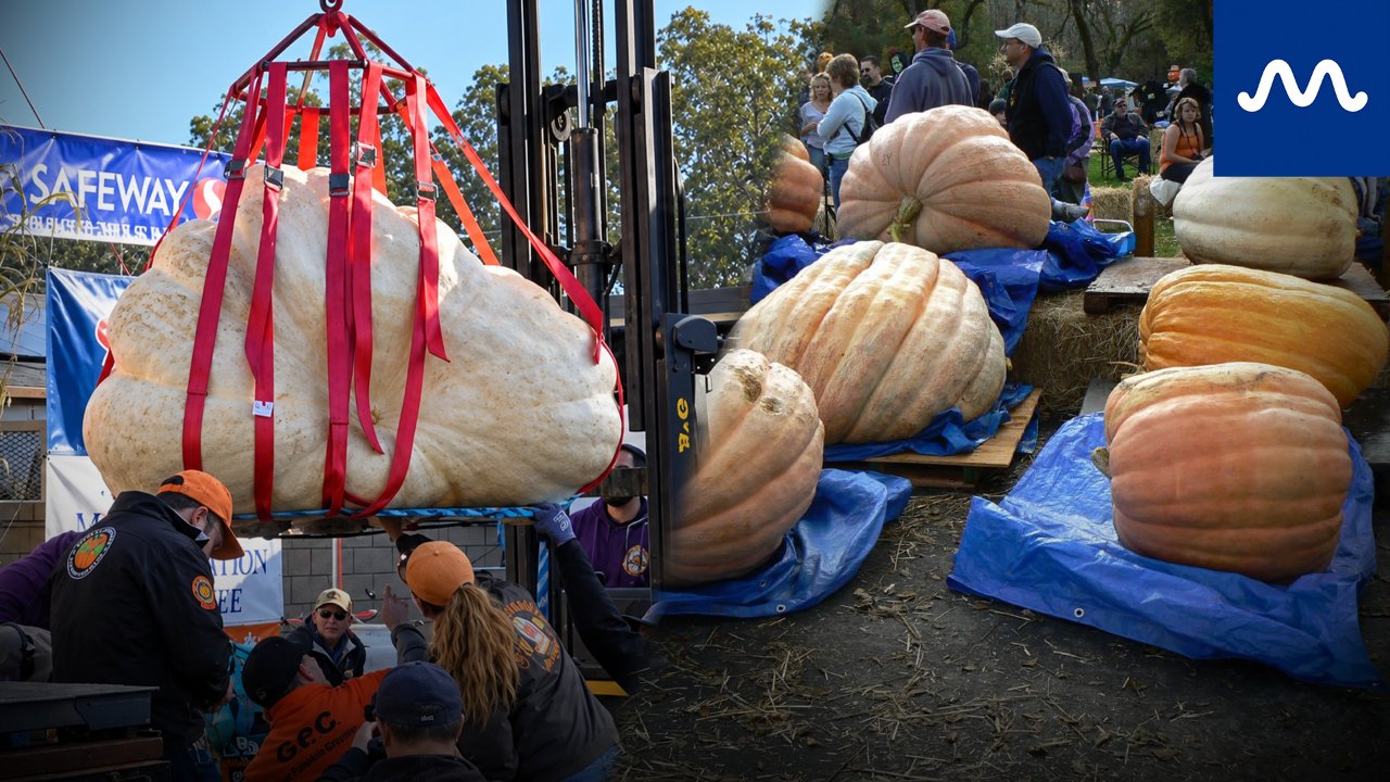 Pumpkin growers bring their biggest gourds to Northern California for an annual weigh-off