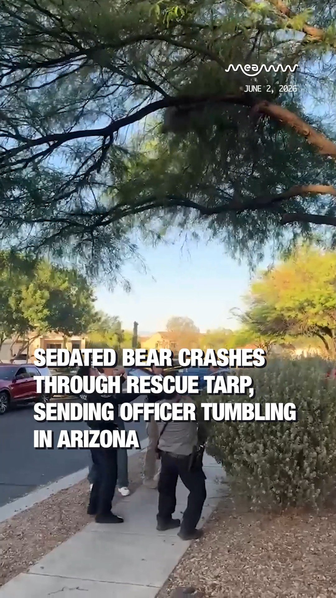 Sedated Bear Crashes Through Rescue Tarp, Sending Officer Tumbling in Arizona