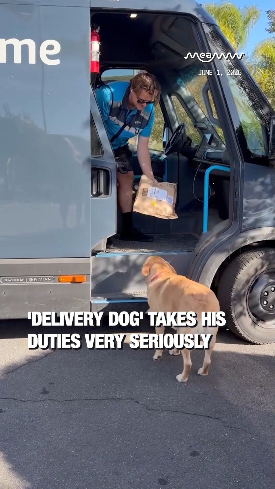 'Delivery Dog' Takes His Duties Very Seriously