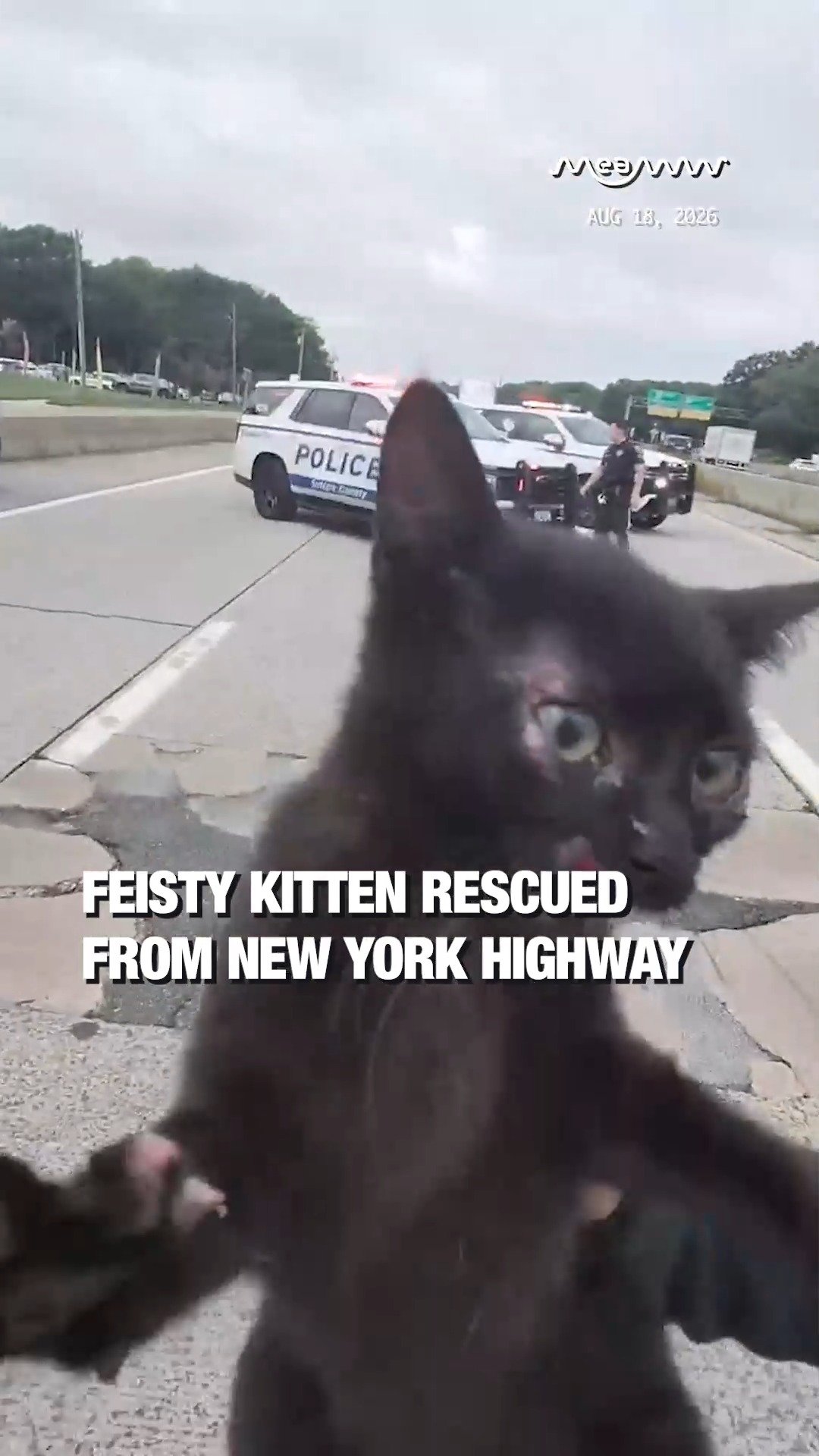 Feisty Kitten Rescued From New York Highway