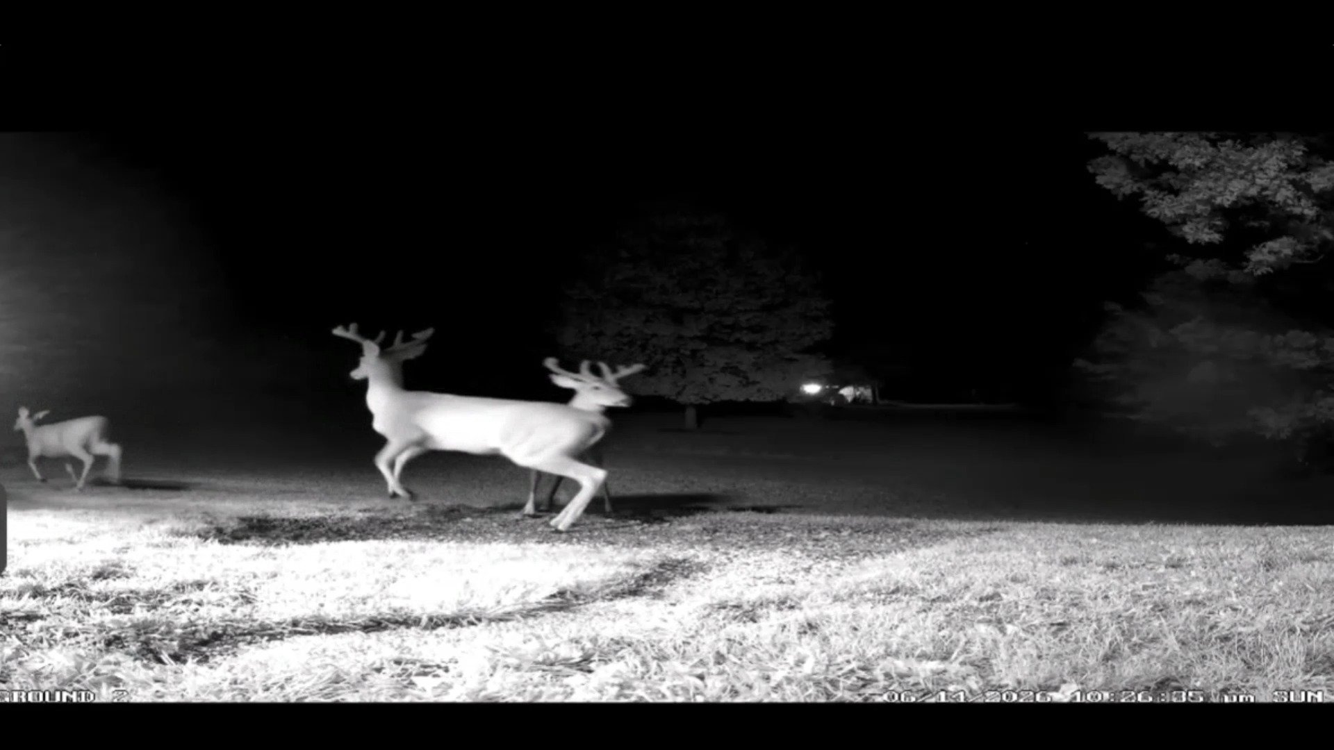 Watch: Deer scatter as fireball 16 times brighter than Venus streaks across U.S. sky